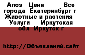 Алоэ › Цена ­ 150 - Все города, Екатеринбург г. Животные и растения » Услуги   . Иркутская обл.,Иркутск г.